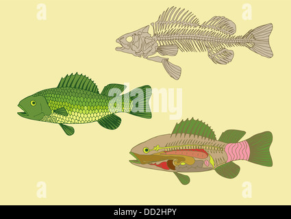 Zoologie, l'anatomie du poisson , section et skeleton Banque D'Images