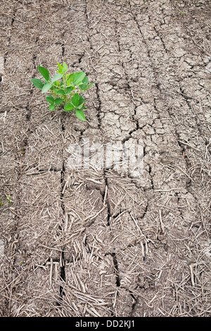 Seule l'usine de soja dans la terre sèche, craquelée, Port Colborne, Ontario, Canada Banque D'Images