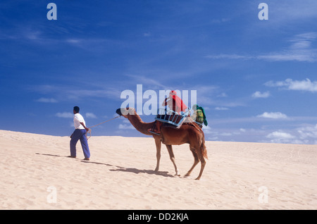 Les touristes ride dromadaire dans les dunes de sable de plage de Genipabu, Natal au lieu ( Rio Grande do Norte, Brésil ) de l'état. Banque D'Images