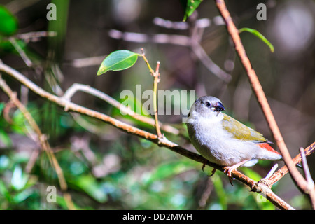 Un jeune red-browed finch assis dans le bush, scrutant avec une inclinaison de la tête. Banque D'Images