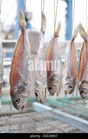 Fish hanging up pour sécher. Banque D'Images