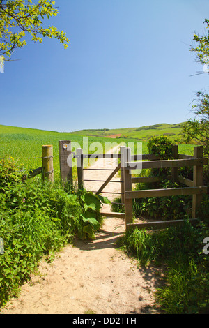 Le chemin côtier SW détourné près de Golden Cap passant par un montant et un champ d'orge dans le Dorset, Angleterre, RU Banque D'Images