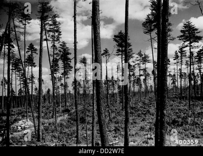 Cette image montre un peuplement mature de pins blancs après l'exploitation forestière, illustrant les effets de la coupe à blanc sur les paysages forestiers et les industries du bois. Banque D'Images