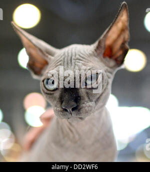 Leipzig, Allemagne. Août 24, 2013. Un Sphinx cat ressemble au "chien et chat" juste à Leipzig, Allemagne, 24 août 2013. Plus de 6 000 détenteurs de chiens avec 28 pays et 300 chats sont exposées à la foire. En plus de concours et spectacles un chien sous la compétition aura lieu à la foire, qui est de tenir à Leipzig pour la première fois. Photo : HENDRIK SCHMIDT/dpa/Alamy Live News Banque D'Images