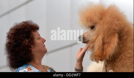 Leipzig, Allemagne. Août 24, 2013. Le caniche de Elke Raschke est préparé pour un concours au "chien et chat" juste à Leipzig, Allemagne, 24 août 2013. Plus de 6 000 détenteurs de chiens avec 28 pays et 300 chats sont exposées à la foire. En plus de concours et spectacles un chien sous la compétition aura lieu à la foire, qui est de tenir à Leipzig pour la première fois. Photo : HENDRIK SCHMIDT/dpa/Alamy Live News Banque D'Images