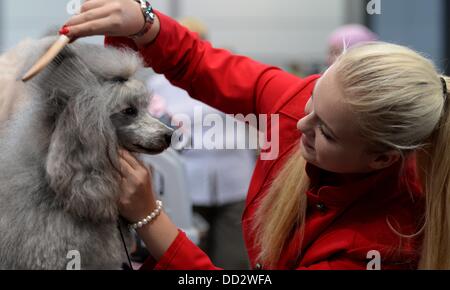 Leipzig, Allemagne. Août 24, 2013. Le caniche miniature d'Eva Schmidt est photographié à la 'Dog & Cat' juste à Leipzig, Allemagne, 24 août 2013. Plus de 6 000 détenteurs de chiens avec 28 pays et 300 chats sont exposées à la foire. En plus de concours et spectacles un chien sous la compétition aura lieu à la foire, qui est de tenir à Leipzig pour la première fois. Photo : HENDRIK SCHMIDT/dpa/Alamy Live News Banque D'Images