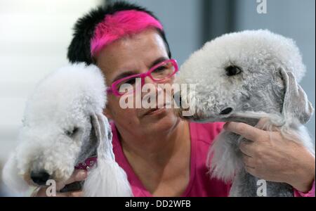 Leipzig, Allemagne. Août 24, 2013. Le Bedlington Terrier d Edith Schneider sont illustrés à la 'Dog & Cat' juste à Leipzig, Allemagne, 24 août 2013. Plus de 6 000 détenteurs de chiens avec 28 pays et 300 chats sont exposées à la foire. En plus de concours et spectacles un chien sous la compétition aura lieu à la foire, qui est de tenir à Leipzig pour la première fois. Photo : HENDRIK SCHMIDT/dpa/Alamy Live News Banque D'Images