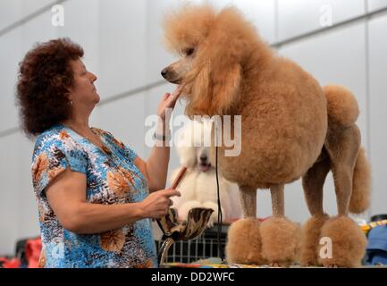 Leipzig, Allemagne. Août 24, 2013. Le caniche de Elke Raschke est brossé pour un concours au "chien et chat" juste à Leipzig, Allemagne, 24 août 2013. Plus de 6 000 détenteurs de chiens avec 28 pays et 300 chats sont exposées à la foire. En plus de concours et spectacles un chien sous la compétition aura lieu à la foire, qui est de tenir à Leipzig pour la première fois. Photo : HENDRIK SCHMIDT/dpa/Alamy Live News Banque D'Images