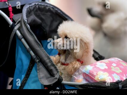 Leipzig, Allemagne. Août 24, 2013. Un caniche est photographié à la 'Dog & Cat' juste à Leipzig, Allemagne, 24 août 2013. Plus de 6 000 détenteurs de chiens avec 28 pays et 300 chats sont exposées à la foire. En plus de concours et spectacles un chien sous la compétition aura lieu à la foire, qui est de tenir à Leipzig pour la première fois. Photo : HENDRIK SCHMIDT/dpa/Alamy Live News Banque D'Images