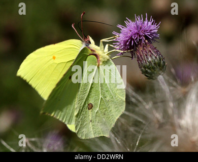 Macro détaillée-shot d'une politique commune de souffre (Gonepteryx rhamni papillon-nourriture) sur une variété de fleurs différentes Banque D'Images