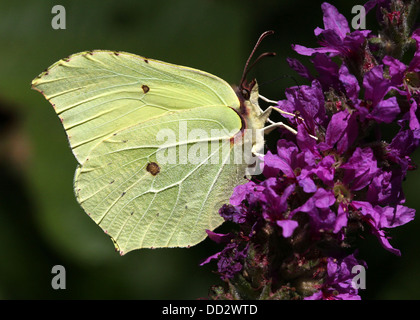 Soufre commun européen (Gonepteryx rhamni papillon-) qui se nourrissent de Lythrum salicaria - salicaire Banque D'Images