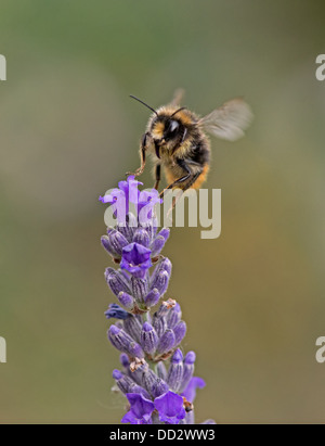 Buff- Bee-Bombus terrestris bourdons Queue Anglais Lavender-Lavandula sur l'alimentation. L'été. Uk Banque D'Images