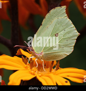 Soufre commun européen (Gonepteryx rhamni papillon-nourriture) sur une variété de fleurs différentes Banque D'Images