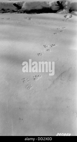 Cette image montre un ensemble de traces de loutres, capturant le mouvement de ces mammifères semi-aquatiques dans leur habitat naturel. Banque D'Images