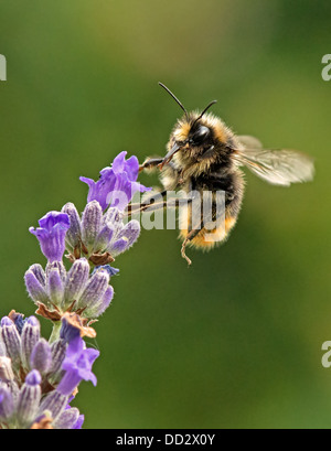 Buff- Bee-Bombus terrestris bourdons Queue Anglais Lavender-Lavandula sur l'alimentation. L'été. Uk Banque D'Images