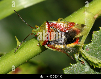 Bouleau (Elasmostethus interstinctus Bug Shield) dans une variété de poses sur une plante (18 images en série) Banque D'Images