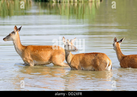 Red Deer stag, Cervus elaphus, portrait du passage d'une lac. Banque D'Images