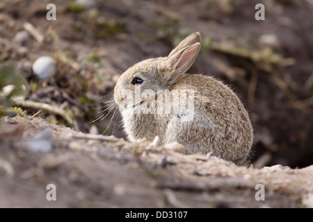 Bébé sauvages lapin européen Oryctolagus cuniculus en dehors d'un terrier de lapin warren Banque D'Images