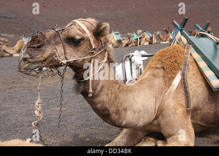 Camel en train touristique Banque D'Images