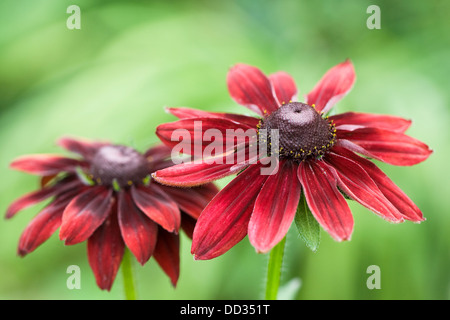 Rudbeckia hirta 'Cherry Brandy' de plus en plus une frontière. Banque D'Images