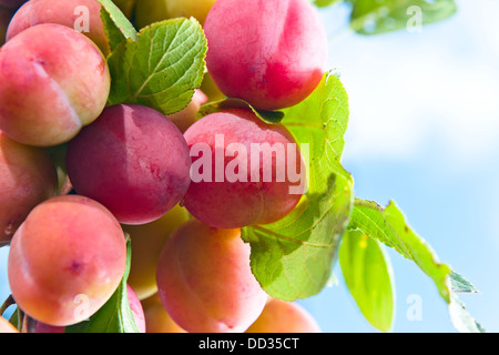 Les prunes mûres sur une branche dans le jardin Banque D'Images