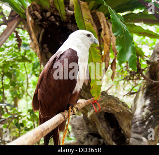 Brahminy Kite. L'aigle de mer rouge Banque D'Images