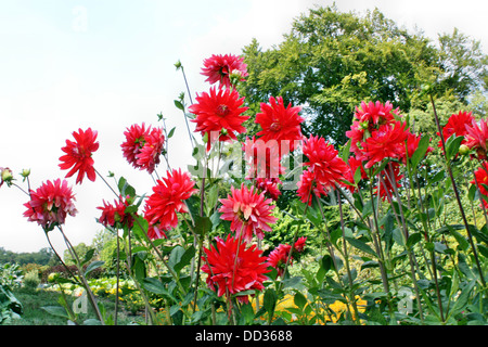 Dahlia fleurs rouges Banque D'Images