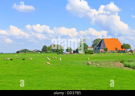 Les ovins et la volaille paissant dans une prairie près de la ferme néerlandaise Banque D'Images