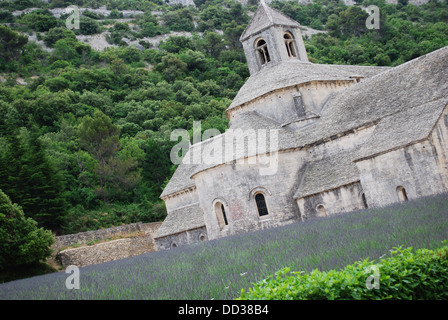 Abbaye de Sénanque avec champ de lavande, Gordes, Vaucluse, Provence, France Banque D'Images