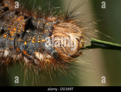 Série de 20 gros plans détaillés de la Oak Eggar Moth (Lasiocampa quercus) dans diverses poses Banque D'Images