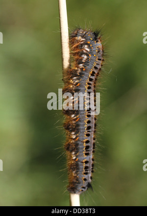 Série de 20 gros plans détaillés de la Oak Eggar Moth (Lasiocampa quercus) dans diverses poses Banque D'Images