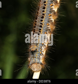 Série de 20 gros plans détaillés de la Oak Eggar Moth (Lasiocampa quercus) dans diverses poses Banque D'Images