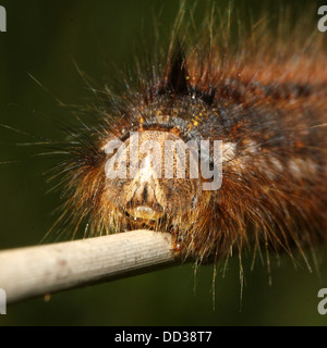 Série de 20 gros plans détaillés de la Oak Eggar Moth (Lasiocampa quercus) dans diverses poses Banque D'Images