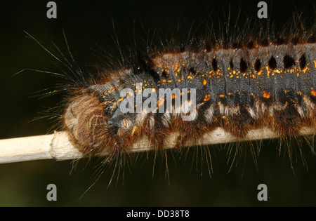 Série de 20 gros plans détaillés de la Oak Eggar Moth (Lasiocampa quercus) dans diverses poses Banque D'Images