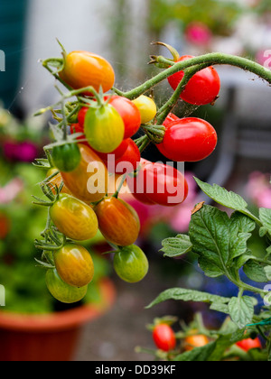 Les tomates mûres et non affinés de plus en plus sur la vigne dans un jardin anglais Banque D'Images