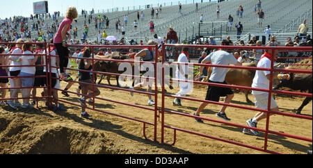 Dinwiddie, Virginia, USA. Août 24, 2013. Premier grand Bull Run annuel tenu à la Virginia Motorsports Park à Dinwiddie County. Plus de 4 000 personnes ont participé à l'événement conçu d'après les courses de taureaux à Pampelune, Espagne. Crédit : Tina Fultz/ZUMAPRESS.com/Alamy Live News Banque D'Images