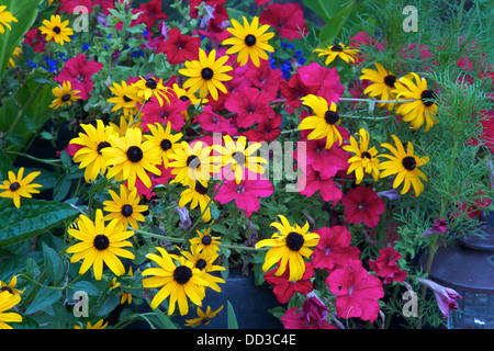 Black-eyed susans-pétunias et croissant dans un récipient Banque D'Images