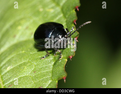 Blue Beetle (menthe Chrysolina coerulans) - Himmelblauer Blattkäfer Banque D'Images