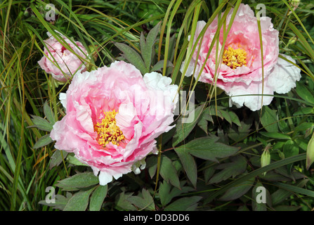 Paeonia suffruticosa pivoine arbustive, Banque D'Images