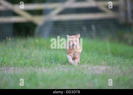 Cat sur le vagabondage ; UK Banque D'Images