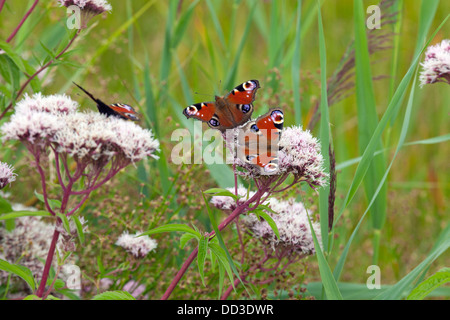 Trois papillons Peacock Inachis io sur le chanvre aigremoine Banque D'Images