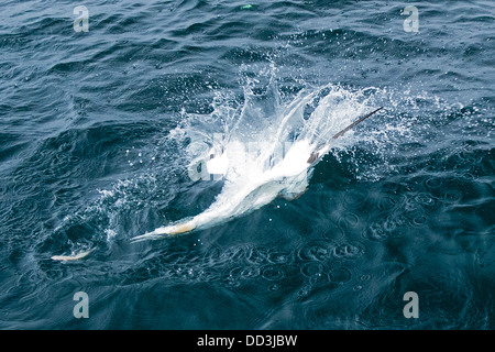 Un fou pour un poisson plongée Banque D'Images