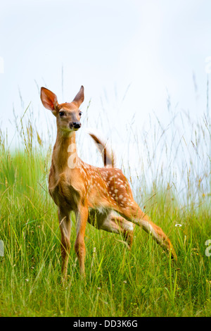 Les jeunes, du cerf de Virginie Odocoileus virginianus, fauve, Pipestem State Park, West Virginia, U.S.A. Banque D'Images