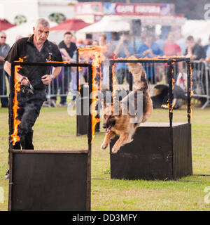 25 août 2013,,un temps magnifique et un grand s pour regarder les spectacles à l'agilité tout sur les chiens montrent au Norfolk Showground , Norwich Norfolk , , Angleterre , Angleterre , Royaume-Uni Banque D'Images