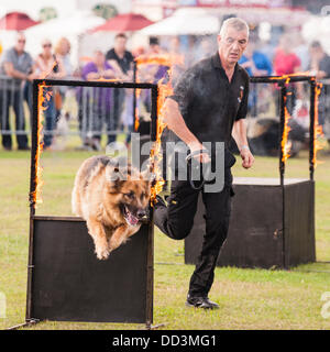 25 août 2013,,un temps magnifique et un grand s pour regarder les spectacles à l'agilité tout sur les chiens montrent au Norfolk Showground , Norwich Norfolk , , Angleterre , Angleterre , Royaume-Uni Banque D'Images