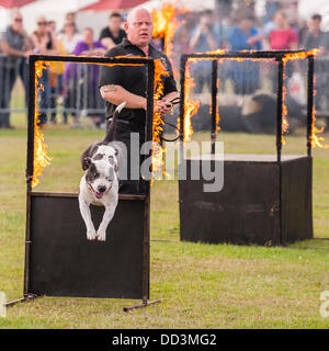 25 août 2013,,un temps magnifique et un grand s pour regarder les spectacles à l'agilité tout sur les chiens montrent au Norfolk Showground , Norwich Norfolk , , Angleterre , Angleterre , Royaume-Uni Banque D'Images