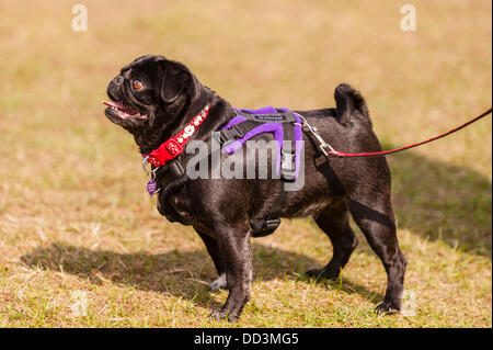 25 août 2013,,un temps magnifique et un grand tour à l'ensemble des chiens montrent au Norfolk Showground , Norwich Norfolk , , Angleterre , Angleterre , Royaume-Uni Banque D'Images