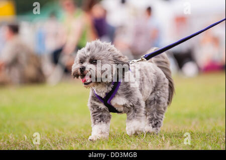 25 août 2013,,un temps magnifique et un grand tour à l'ensemble des chiens montrent au Norfolk Showground , Norwich Norfolk , , Angleterre , Angleterre , Royaume-Uni Banque D'Images