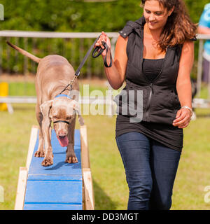 25 août 2013,,un temps magnifique et un grand s pour regarder les spectacles à l'agilité tout sur les chiens montrent au Norfolk Showground , Norwich Norfolk , , Angleterre , Angleterre , Royaume-Uni Banque D'Images