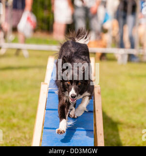 25 août 2013,,un temps magnifique et un grand s pour regarder les spectacles à l'agilité tout sur les chiens montrent au Norfolk Showground , Norwich Norfolk , , Angleterre , Angleterre , Royaume-Uni Banque D'Images